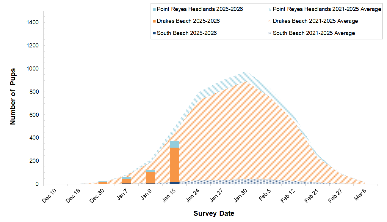 Stacked bars of elephant seal pups at 3 breeding sites over a stacked area graph of 5-year averages, by weekly survey date. The bars fall short of the averages, driven by declines at Drakes Beach.