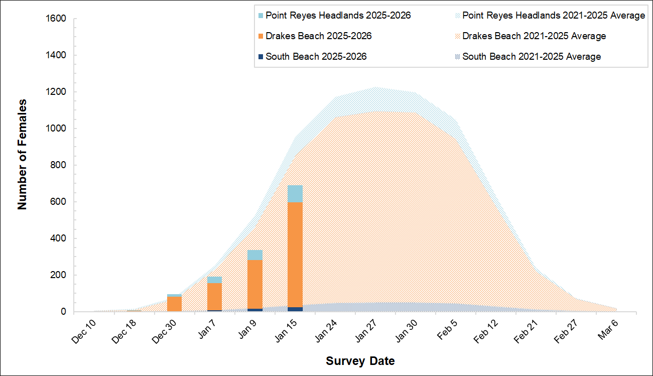 Stacked bar graph of female elephant seal numbers over a stacked area graph of five-year averages for 3 breeding colonies. The bars this season fall well short of the averages, driven by big declines at Drakes Beach.