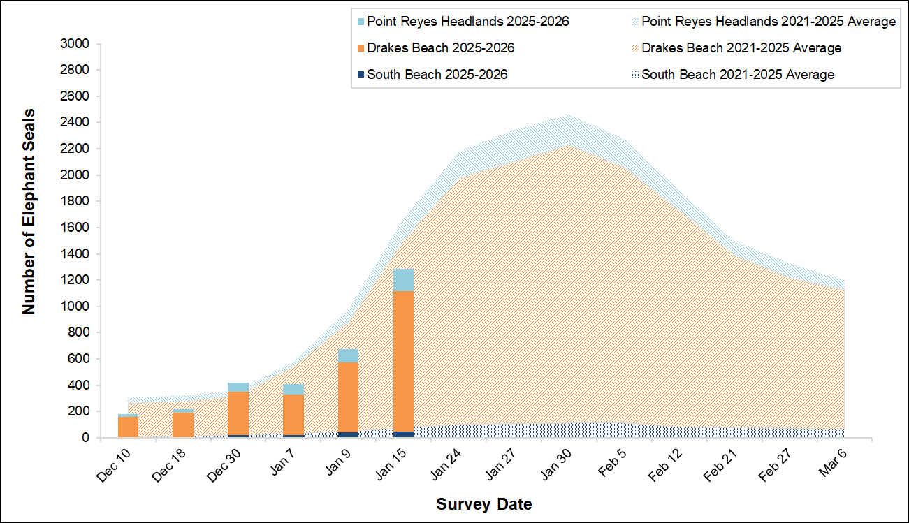 Stacked bar graph of total elephant seals over area graph of five-year averages by weekly survey date. The bars this year fall short of the averages, driven by low numbers at the Drakes Beach colony.