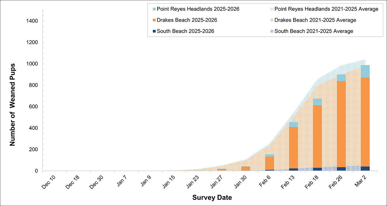 Stacked bars of weaned elephant seal pup counts at 3 breeding sites over a stacked area graph of 5-year averages, by weekly survey date. The first bar is almost too small to see so far, and the Jan 23 average isn't much higher.