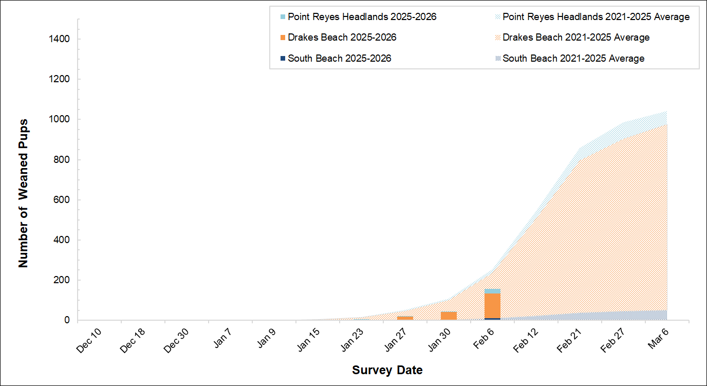 Stacked bars of weaned elephant seal pup counts at 3 breeding sites over a stacked area graph of 5-year averages, by weekly survey date. The first bar is almost too small to see so far, and the Jan 23 average isn't much higher.