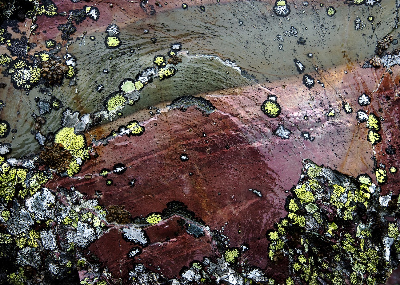 Many different colored lichens cover the side of a rock in Glacier National Park.