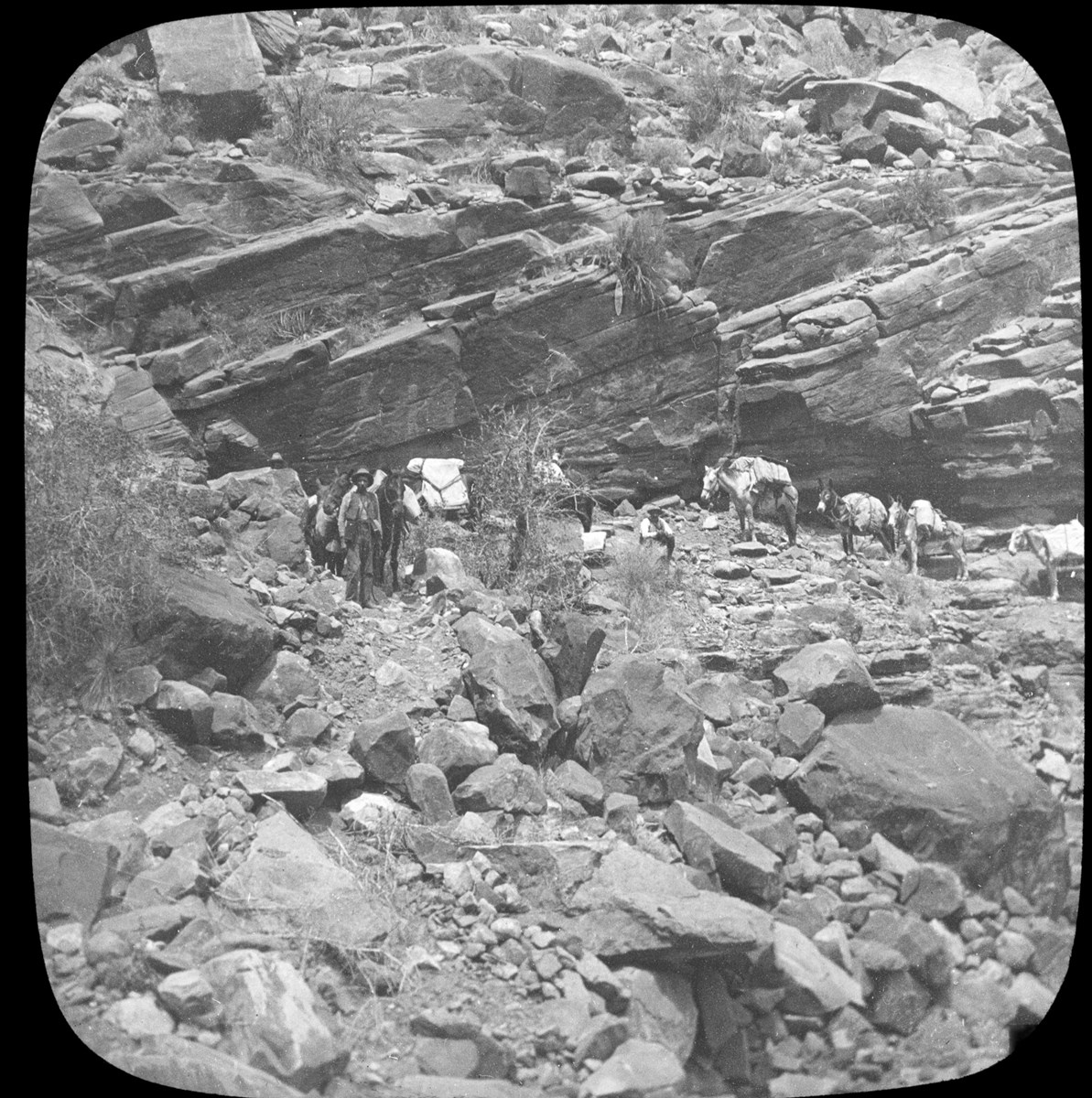Burros lead by a pioneer walking across a rocky landscape.