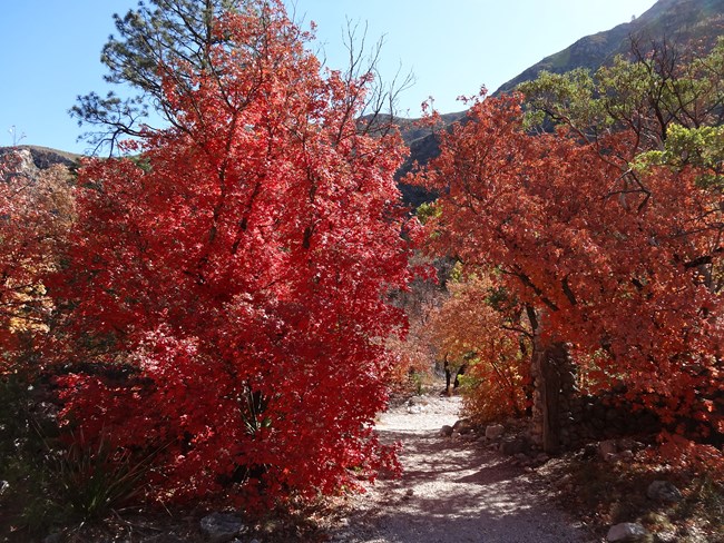 Fall Colors Report - Guadalupe Mountains National Park (U.S. National Park Service)