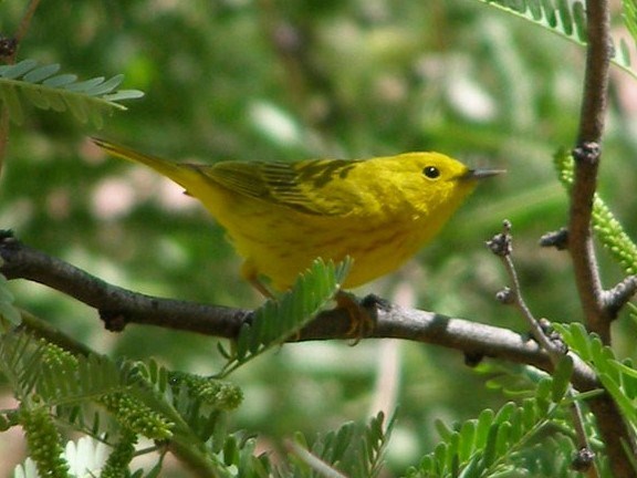 Yellow Warbler on a branch