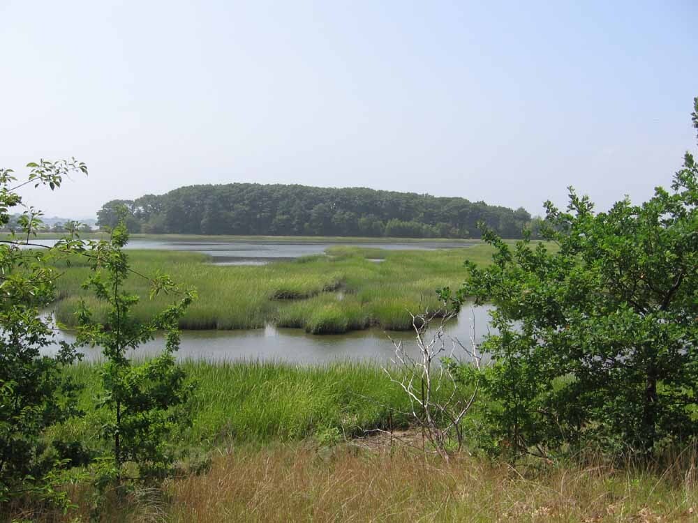 Thompson Island salt marsh overlook A view Thompson Island’s salt marsh, from an overlook area. In the foreground, trees bookend the viewpoint. Much of the marsh grass can be seen above the water line. In the background, a forested part of the island can be seen.