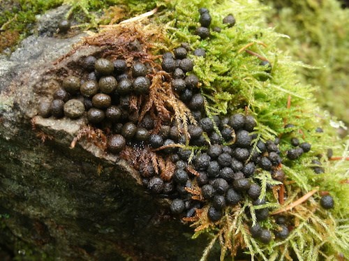 Small round drops of scat on moss on a rock.