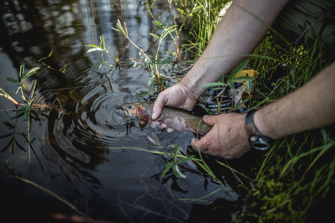 An angler holds a fish gently in the water as the fish is released.