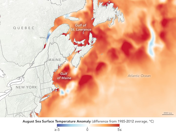 Map showing August Sea Temperature Anomaly for Gulf of Maine