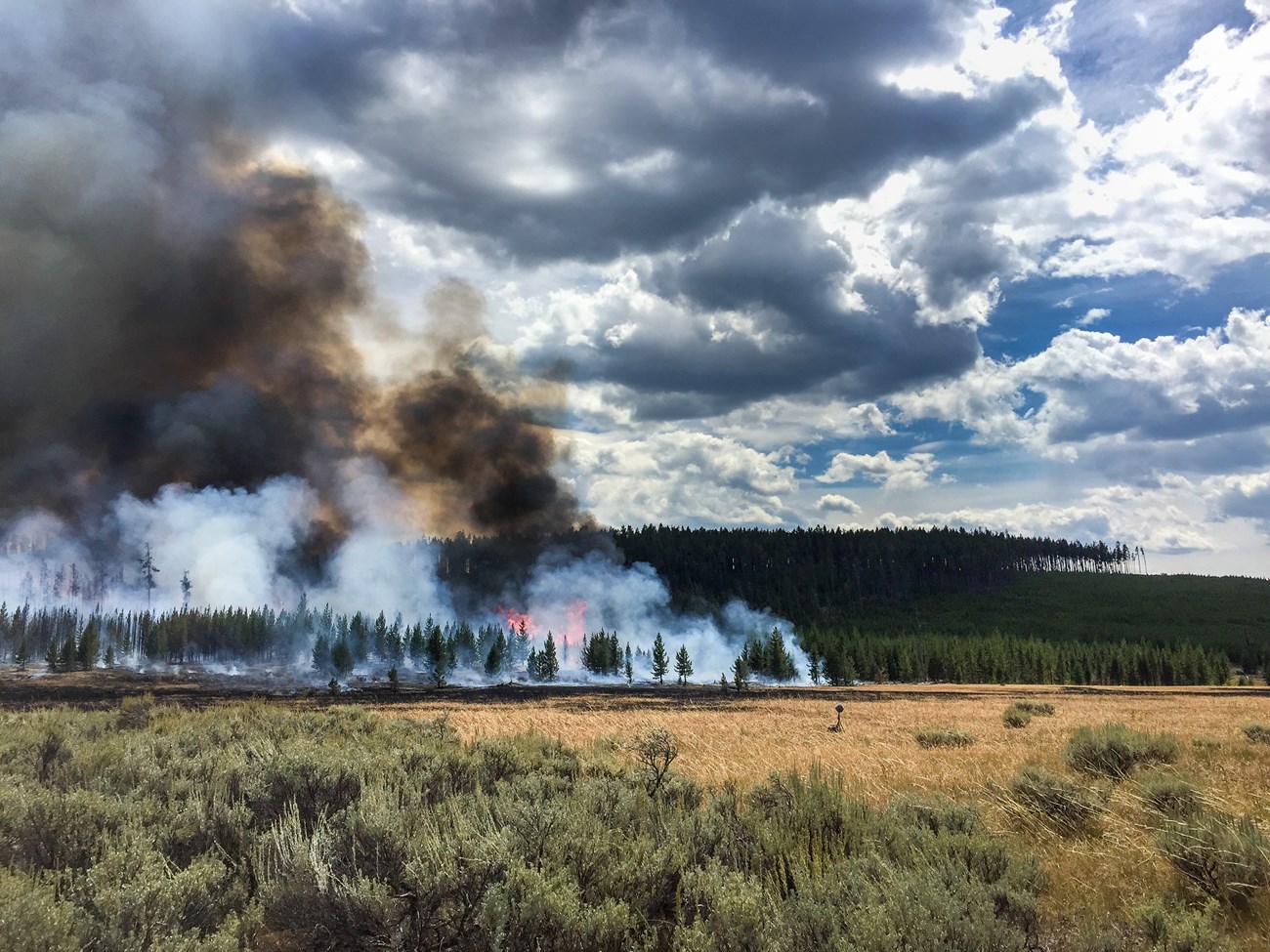 A fire burns on Yellowstone's northern range.