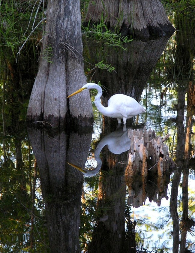 Egret in the Everglades. NPS photo.