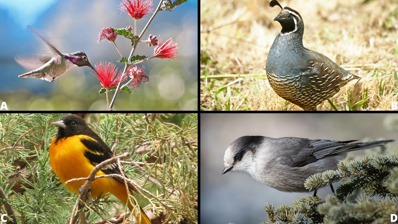 Grid of four images: A: Hummingbird, B: Baltimore Oriole, C: California Quail, D: Gray Jay