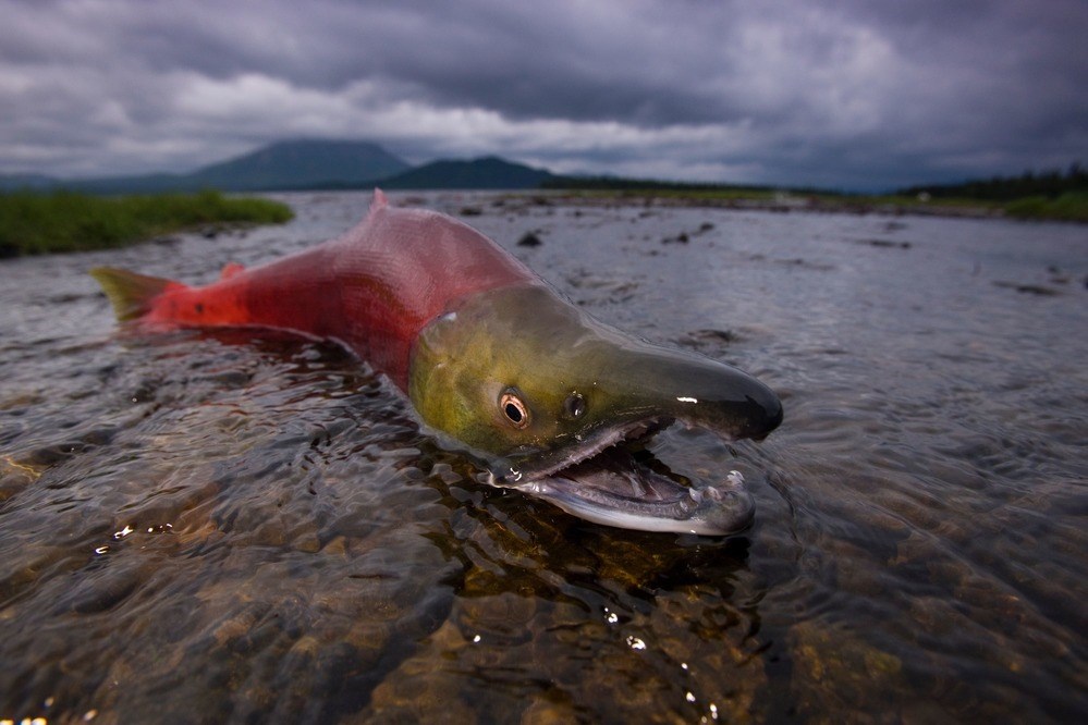 A salmon resting in shallow water.