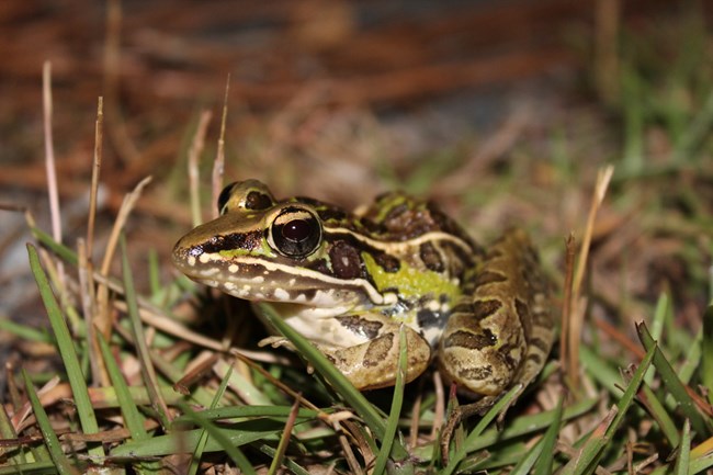 A frog hiding in short grass.