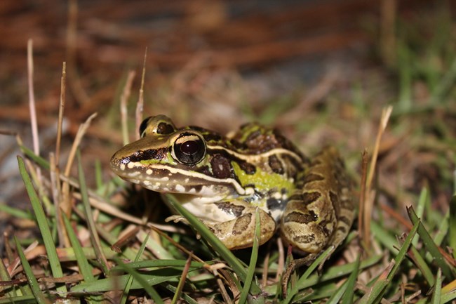 2_Timucuan Ecological and Historic Preserve-Briana Smrekar A frog hiding in short grass.
