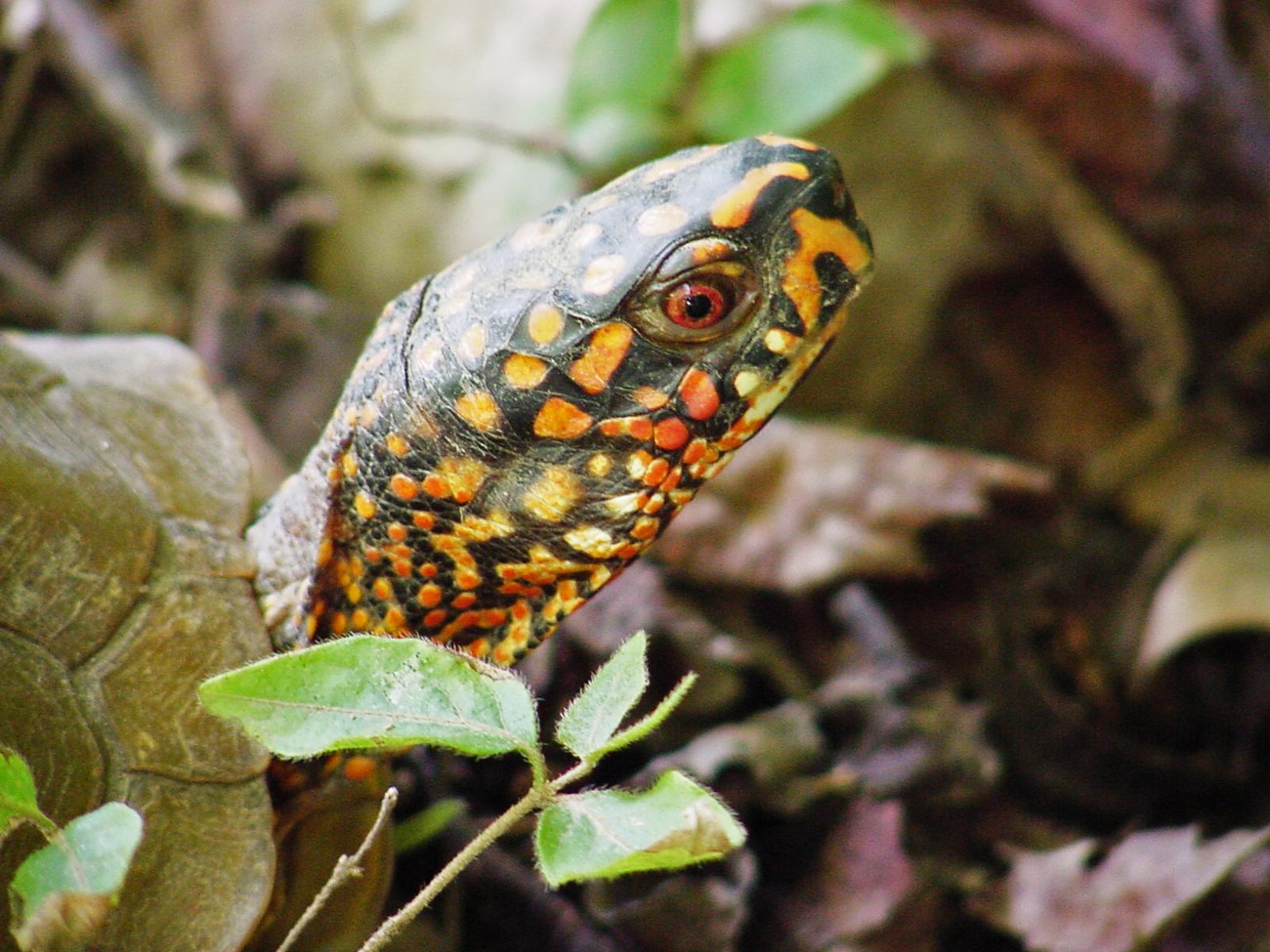 Close-up photo of a three-toed box turtle