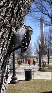 Downy Woodpecker Downy Woodpecker