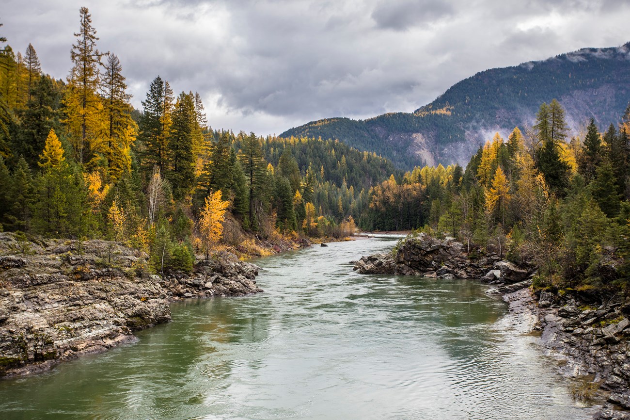 Yellow aspens and evergreens line rocky shore of river.