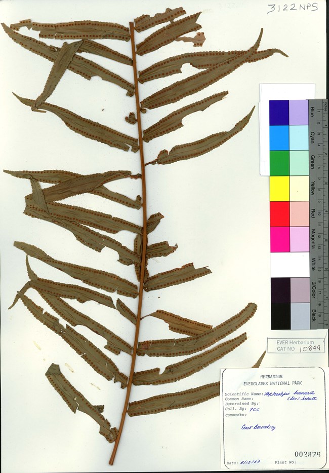 Herbarium sheet A dried, pressed plant from Everglades National Park