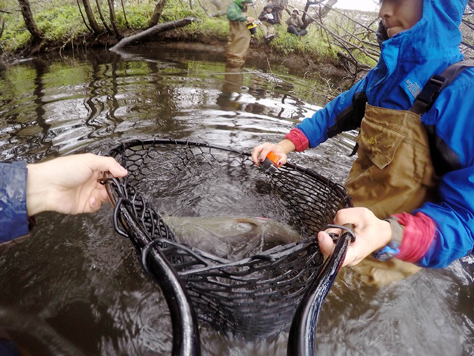 Adult coho being released Large, speckled fish in a net being lowered into the water by two people