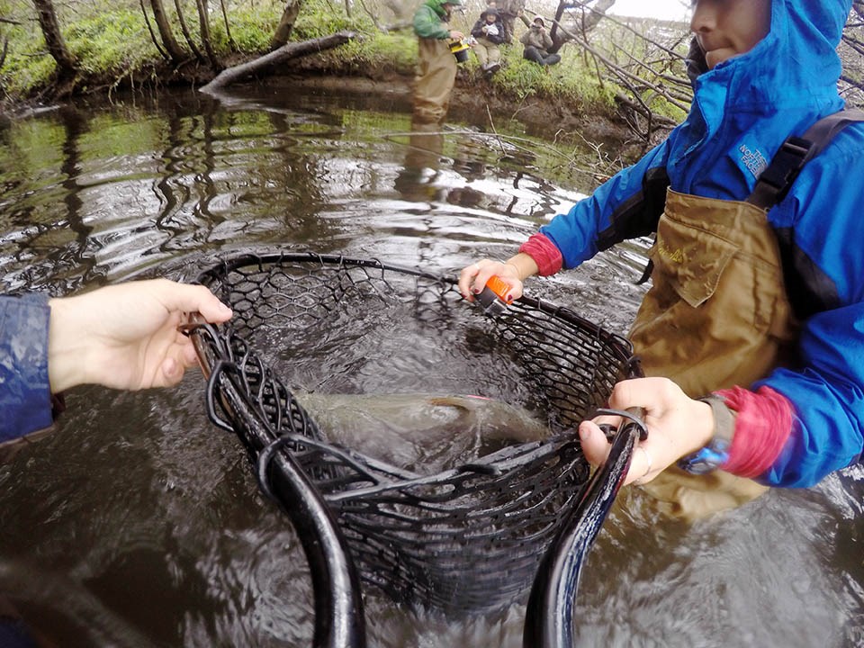 Large, speckled fish in a net being lowered into the water by two people