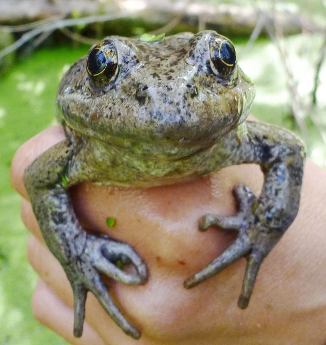 California red-legged frog A full-grown California red-legged frog in the hand of a biologist.