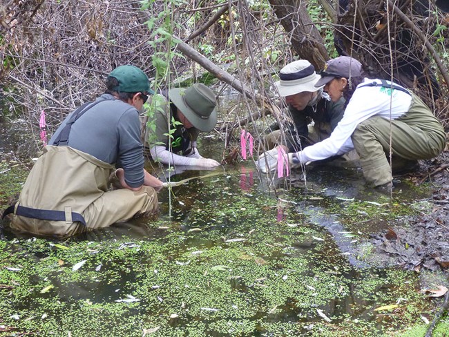 Collecting egg masses Biologists wearing waders, sitting in a stream collecting part of a California red-legged frog egg mass