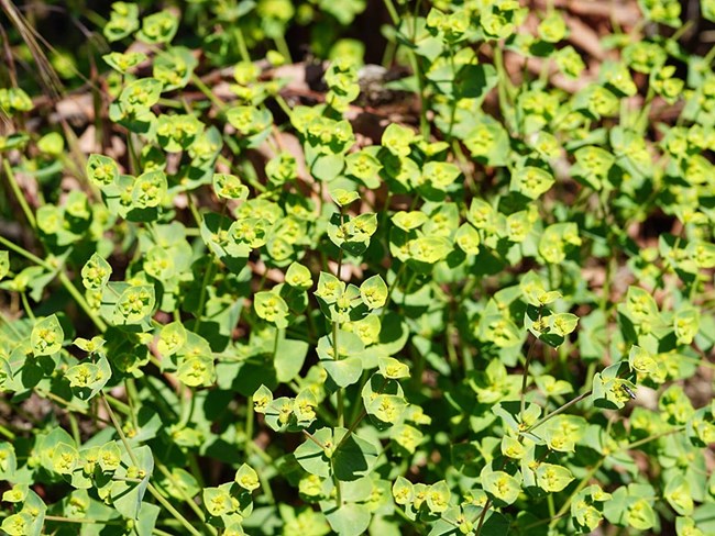 Looking down at a dense patch of carnation spurge