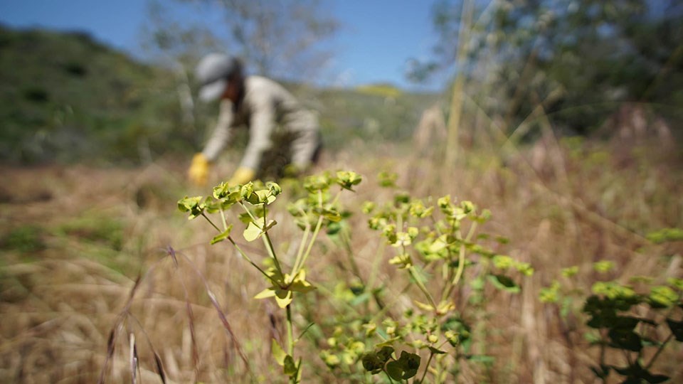 Carnation spurge, with a gloved volunteer weeding in the background