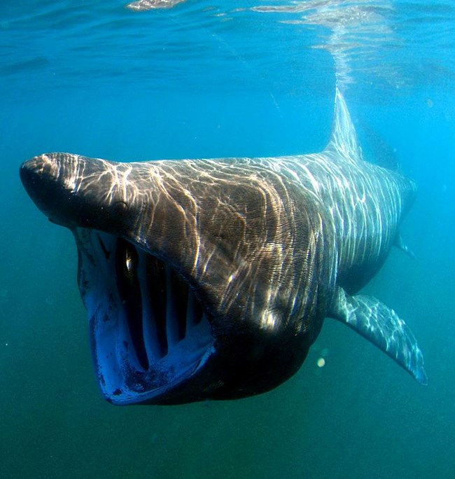 Basking shark Underwater view of a huge shark with it's mouth wide open.