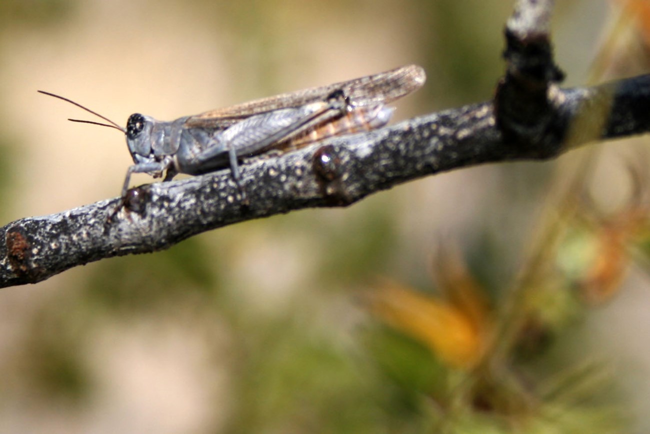 Grasshopper resting on a twig.