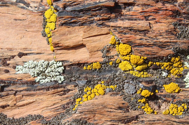Small yellow, white, grey, and black lichen cover a rock at Petrified Forest National Park.