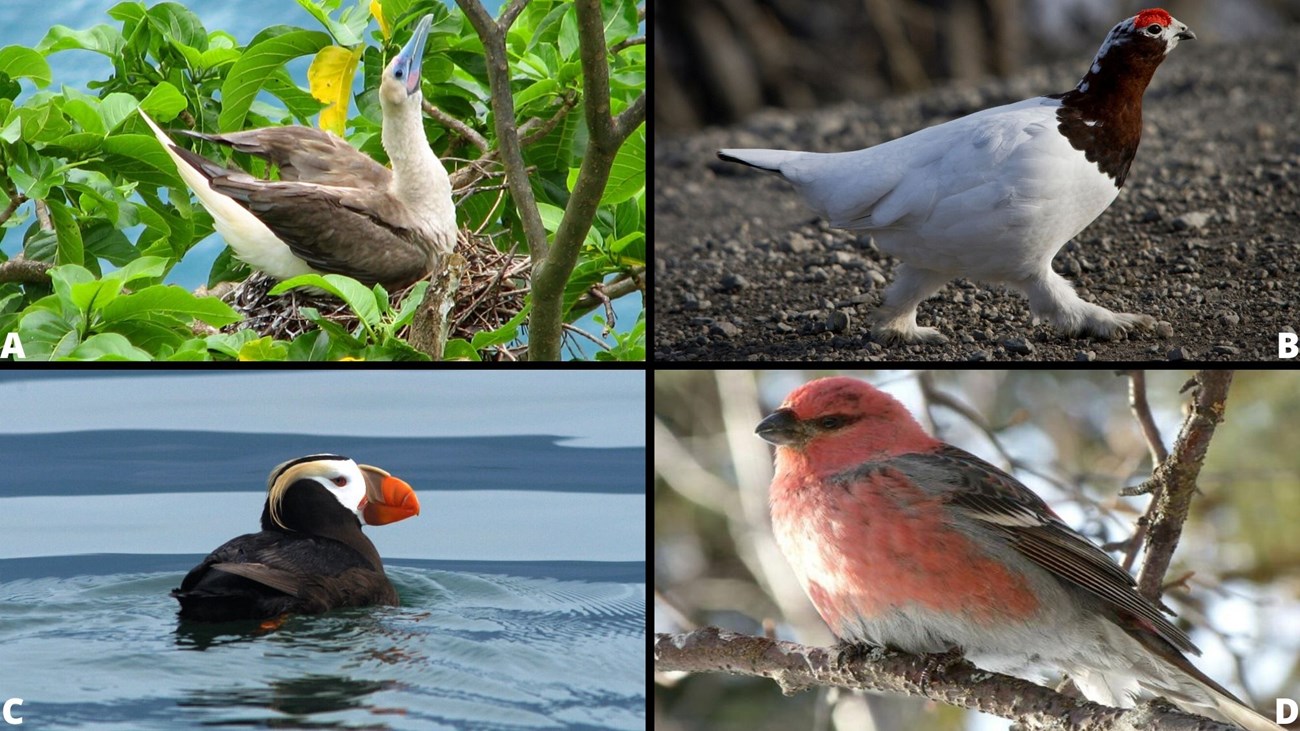 Grid of four images: A: Red-footed Booby, B: Ptarmigan, C:Tufted Puffin, D: Pine Grosbeak