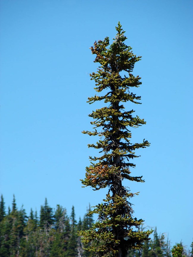Balsam woolly adelgid damage Fir tree with damage as a result of balsam woolly adelgid infestation