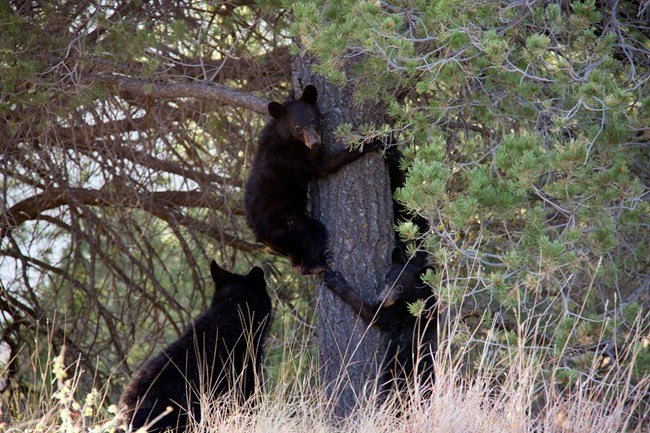 Black bears climbing a tree.