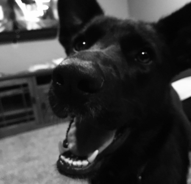 Keely's Dog Keely's Dog