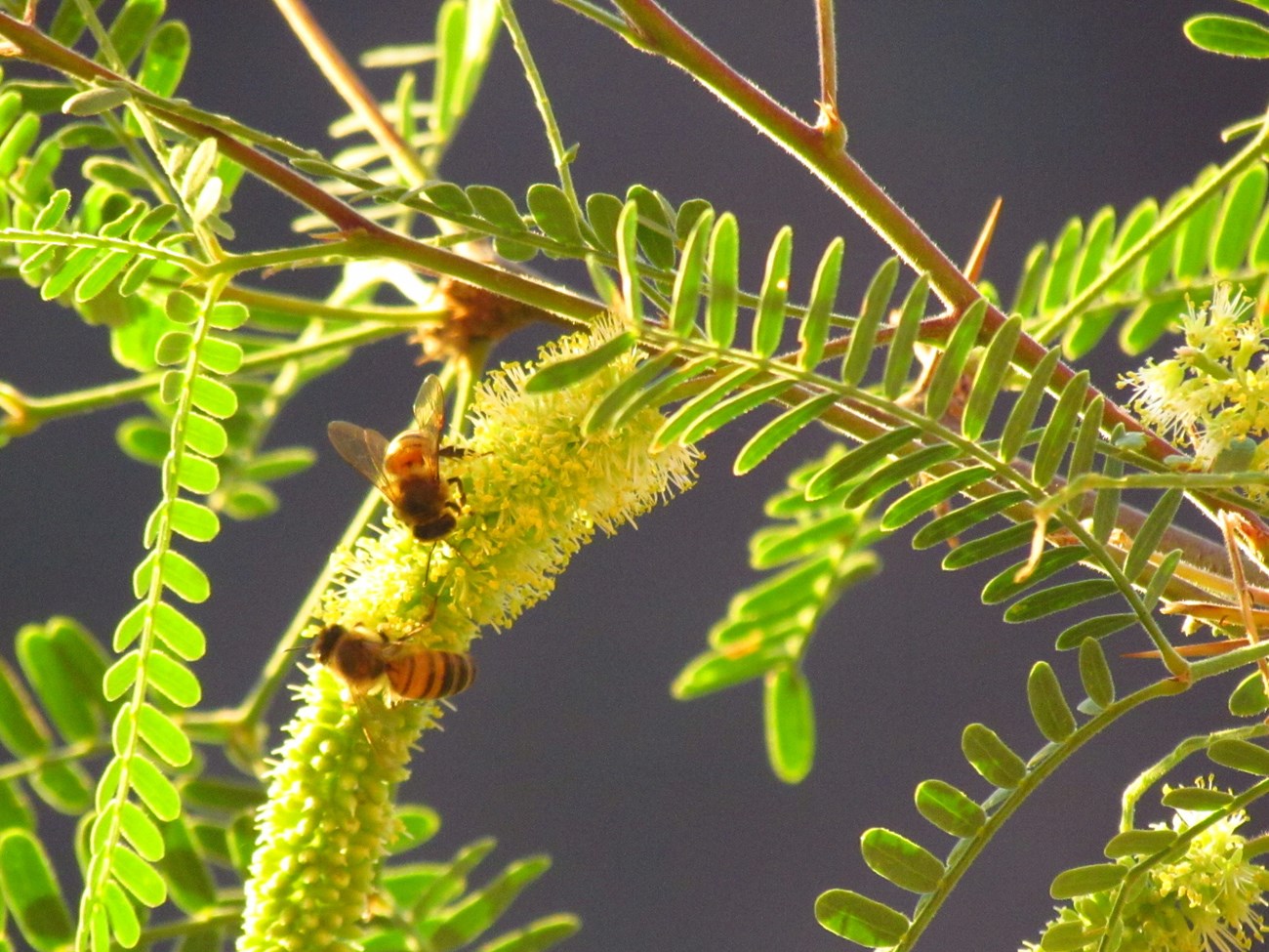 Bees crawl across flowering mesquite to gather pollen and nectar.