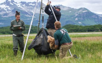 Weighing a bear researchers weigh a bear in a sling