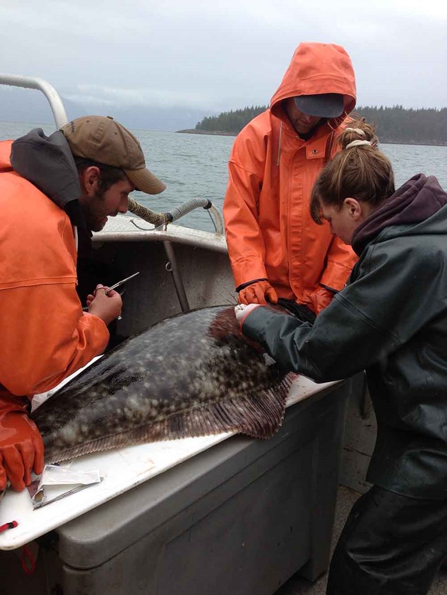 Marine Protected Area Research in Glacier Bay Leads to Insights