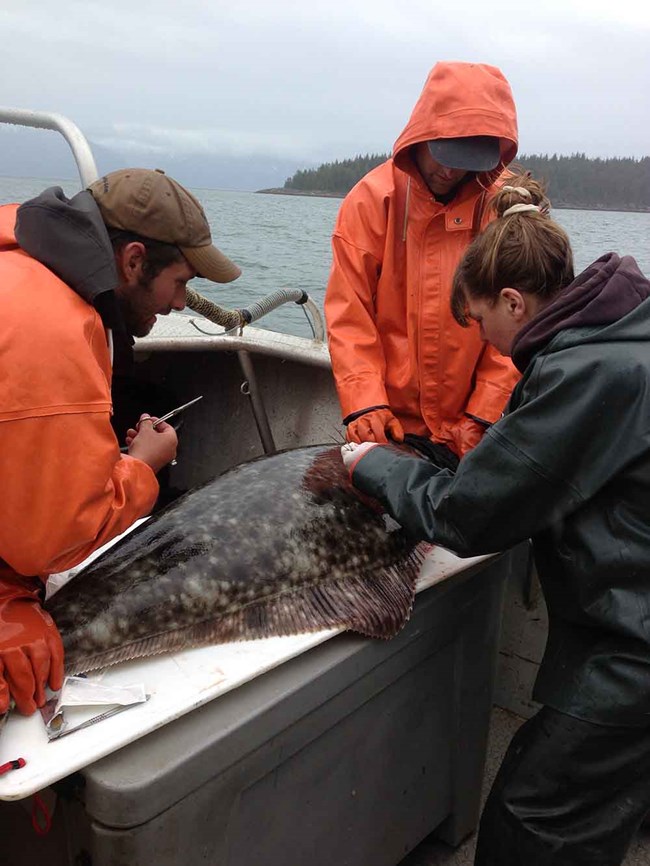 Researchers surgically implant a tag in a halibut.