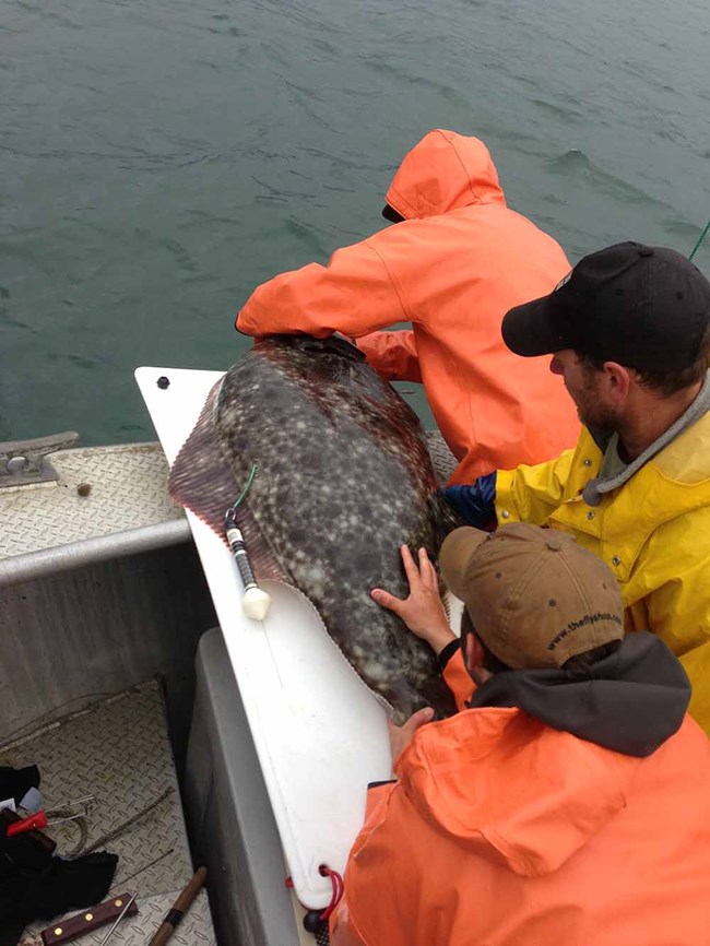Researchers release a halibut with satellite tag.