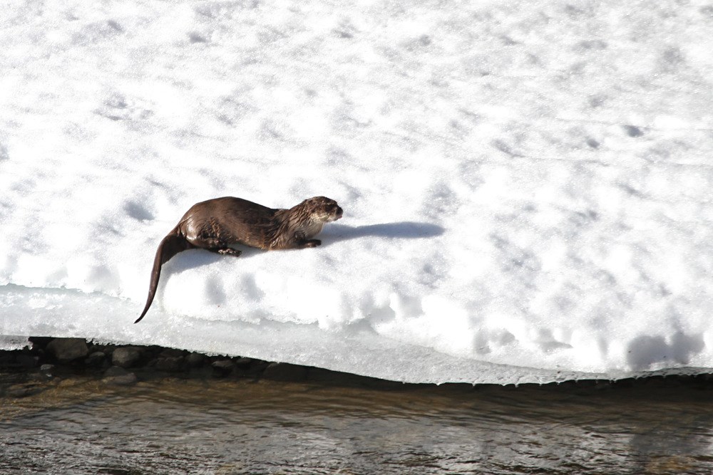 River Otter river otter on snowy bank