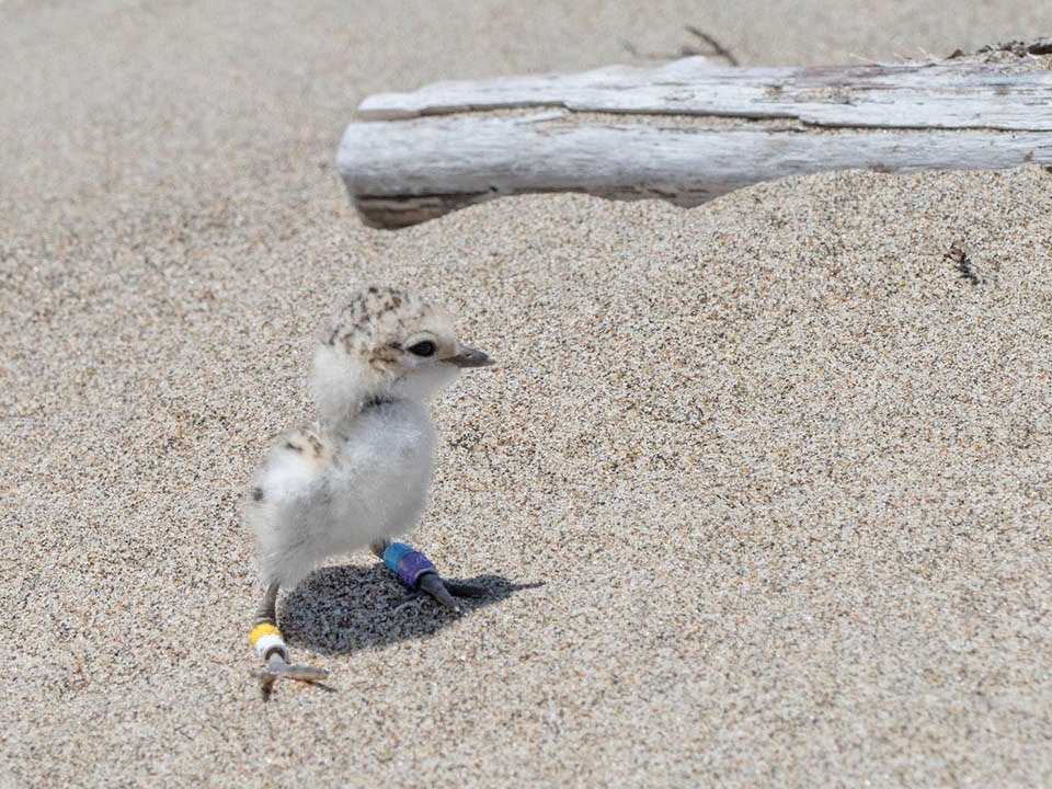 Newly banded snowy plover chick on Limantour Beach Tiny sand-colored western snowy plover chick standing on the beach with two colored bands on each of its legs.