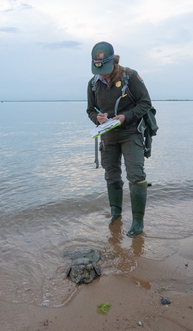 A park ranger writes on a clipboard while standing in bay water with two horseshoe crabs at her feet.