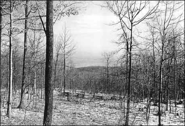 View of the forest in the 1930s. View of the forest in the 1930s.