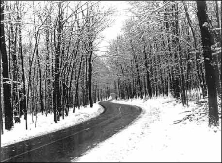 View of the forest in the early 1970s.