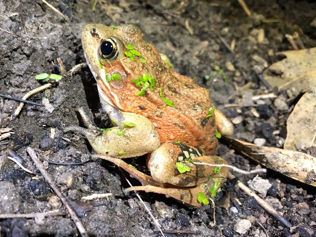 Adult frog partially covered in aquatic vegetation on an ashy slope.