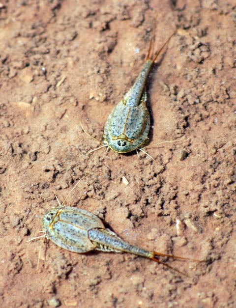 close-up of tadpole shrimp in pool