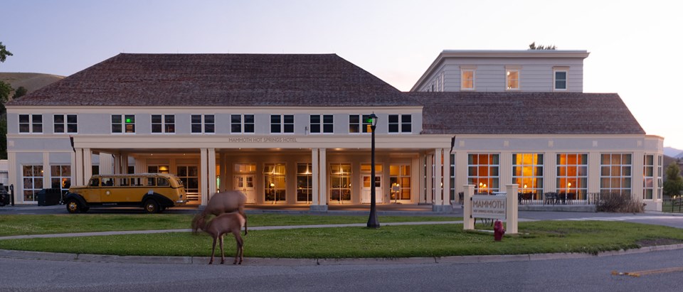 Elk stand in front of a large light gray and yellow building