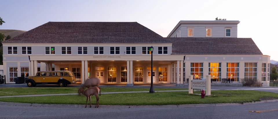 Mammoth Hot Springs Hotel Elk stand in front of a large light gray and yellow building